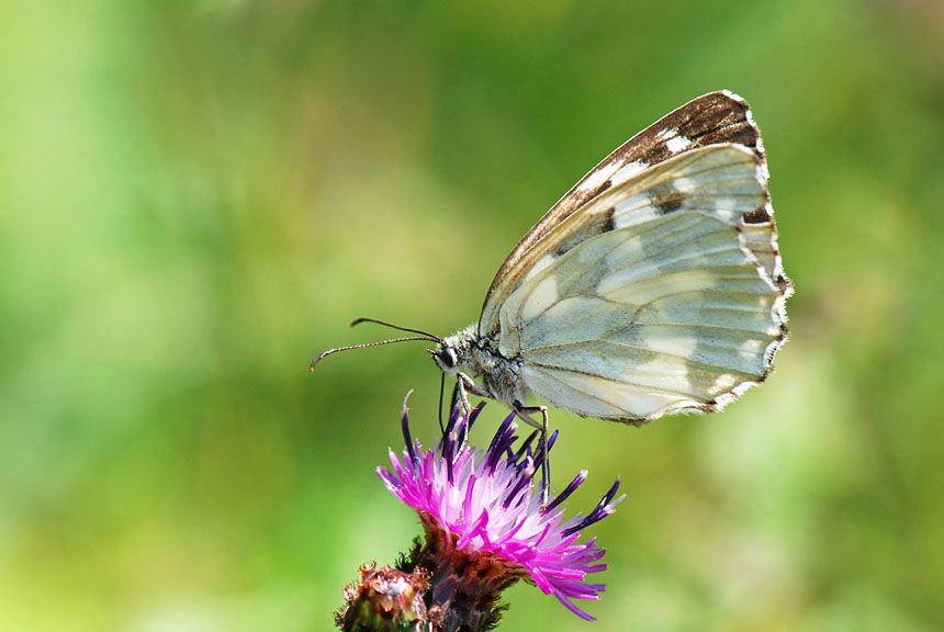 Melanargia galathea aberrante e altre forme, del Vicentino